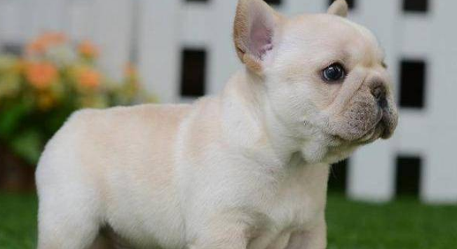 好养又好看的小型犬 好养又好看的小型犬