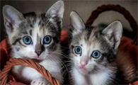 猫有记忆力吗