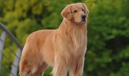 金毛犬几个月算成年 金毛犬几个月算成年