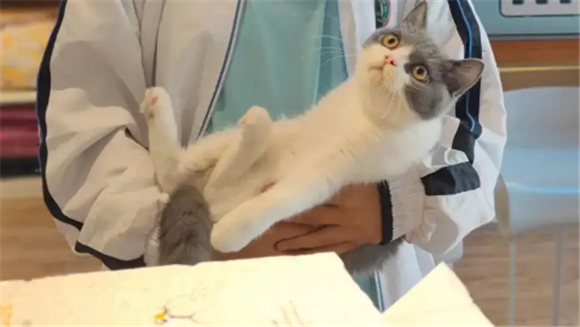 想卖小猫崽在哪个平台卖 想卖小猫崽在哪个平台卖
