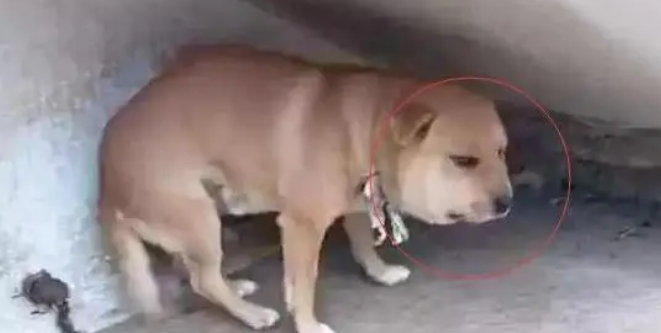 唐犬为吃蜂蜜半夜拆马蜂窝,次日看到狗狗后... 唐犬为吃蜂蜜半夜拆马蜂窝,次日看到狗狗后...