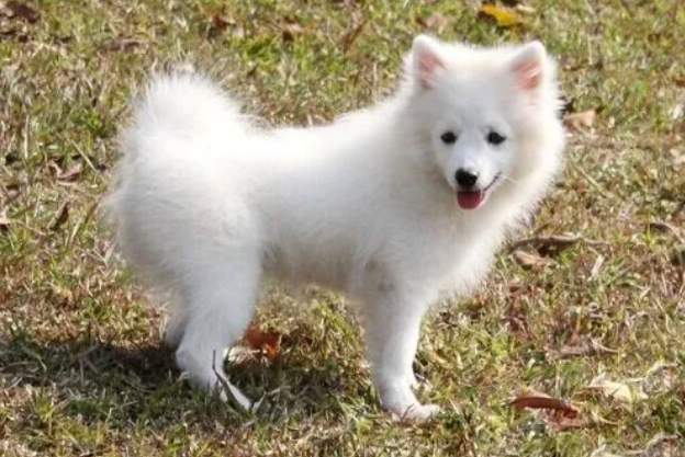 银狐犬年龄相当于人几岁
