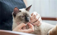 讨厌猫的女人性格分析