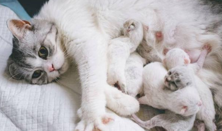 母猫没有奶水小猫怎么办 母猫没有奶水小猫怎么办