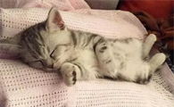 新带回家的小猫必须挨着人睡