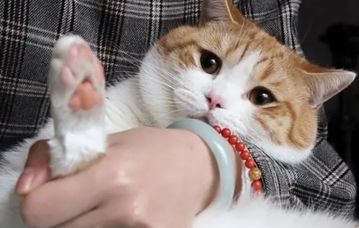 猫一直守护生病在床的主人,当主人醒来时不停用猫爪抚摸主人的脸 猫一直守护生病在床的主人,当主人醒来时不停用猫爪抚摸主人的脸