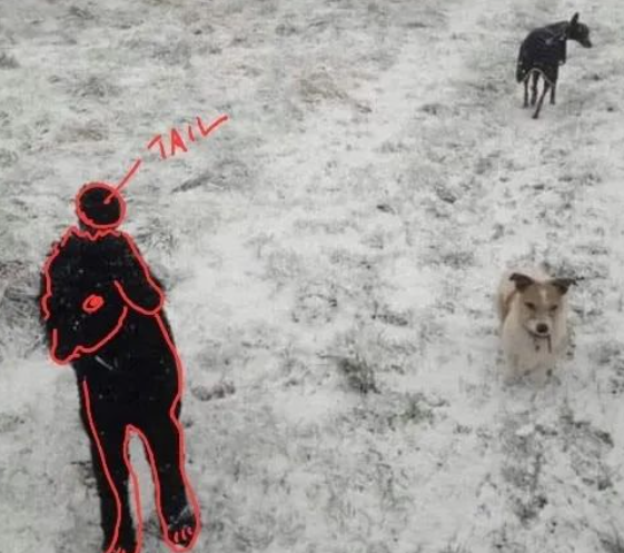 男子在雪地上遛两狗，实际还暗藏第三只狗，众网友找到崩溃...