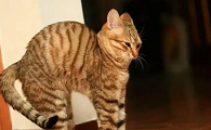 猫走路腰一直拱起来