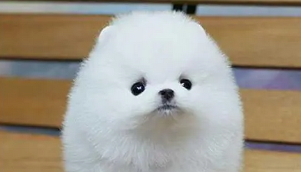 绣球犬是不是士狗