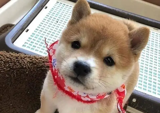 线条小狗怎么火的 线条小狗怎么火的
