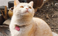 什么猫好养