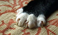 猫爪上会有狂犬病毒么