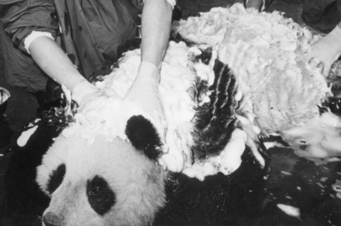大熊猫是怎么成为“国宝”的?过程很坎坷,还遭到过屠杀 大熊猫是怎么成为“国宝”的?过程很坎坷,还遭到过屠杀