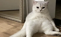 猫坐着的时候背特别弓