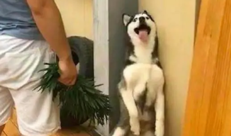 哈士奇趁主人拿快递时,把家里植物给咬了,被抓后反应让人笑喷 哈士奇趁主人拿快递时,把家里植物给咬了,被抓后反应让人笑喷