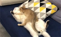 小猫咬人怎么教育