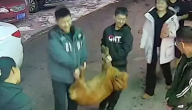 狗狗不愿意洗澡，两个将它给抬进了宠物店，还以为要杀狗了呢！