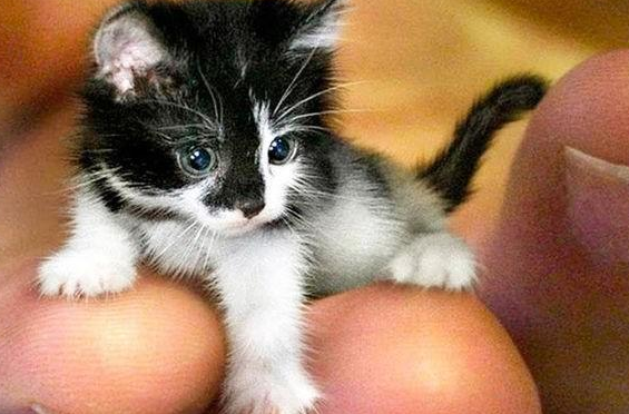 世界上最小的猫多少钱一个 世界上最小的猫多少钱一个