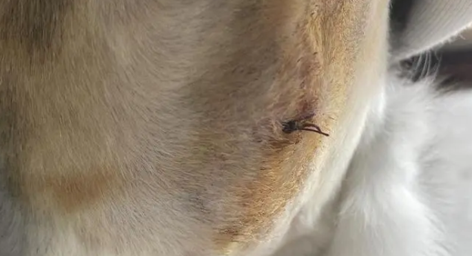 母猫绝育伤口鼓包硬硬的