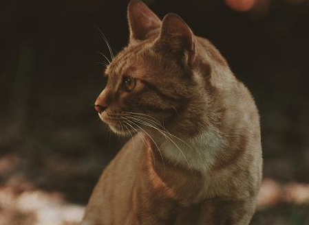 中国养豹猫犯法吗