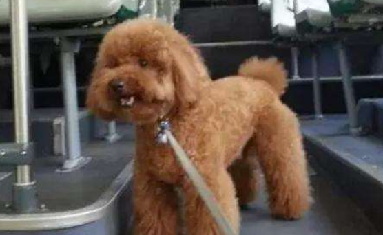 阿姨为宠物犬买公交车票，狗狗全程静坐，乘客都很淡定
