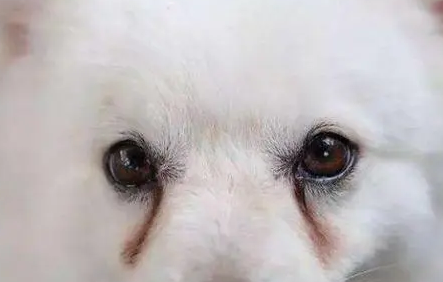 狗泪痕是怎么回事