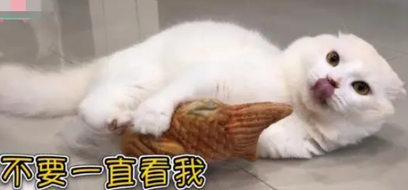 猫咪对着鱼娃娃狂踢发泄情绪，忍不住就想大喊：好疗愈喔！