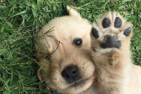 土狼犬多少级进化
