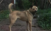 鹰犬是什么东西
