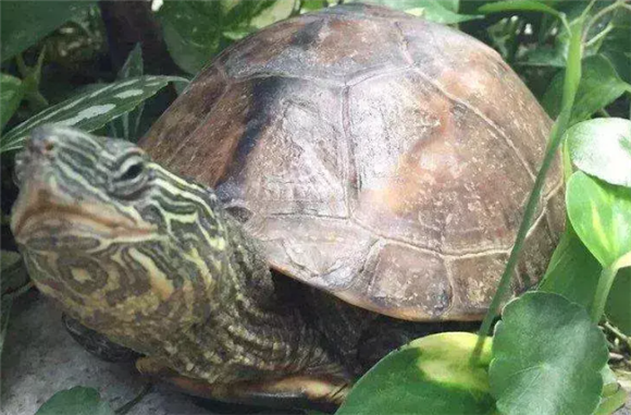 纯种龟和花草杂交龟，你喜欢哪一个呢？