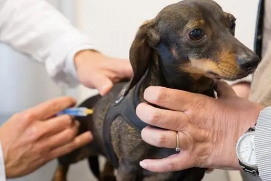 狂犬疫苗一共需要多少钱 狂犬疫苗一共需要多少钱