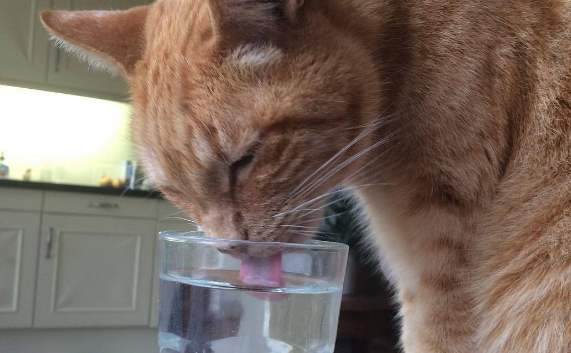 强制喂猫喝水技巧
