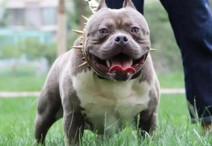 比特斗牛犬能打过狼吗 比特斗牛犬能打过狼吗