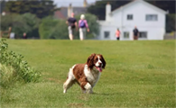 英国跳猎犬优缺点