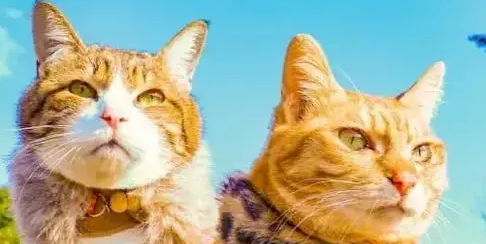 流浪猫遇到好心主人收养 走遍全日本 猫咪:这大概就是猫生巅峰了 流浪猫遇到好心主人收养 走遍全日本 猫咪:这大概就是猫生巅峰了