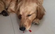狗流鼻血是准备死吗
