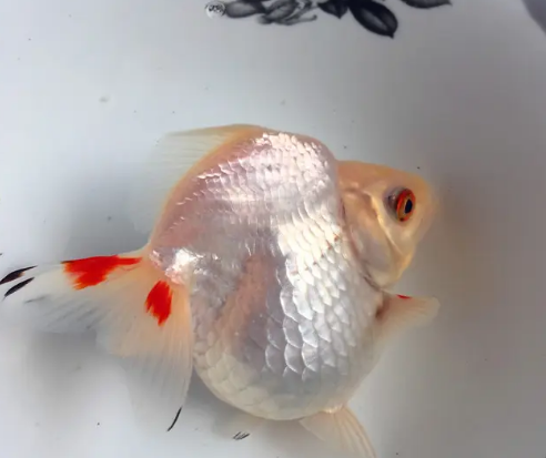 鎏金金鱼怎么养起背