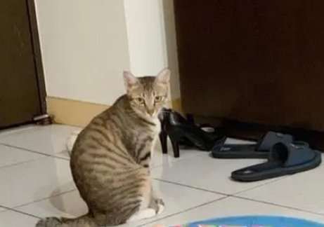 孩子过敏医生说是因为猫,建议把猫送走,奶奶霸气护猫 孩子过敏医生说是因为猫,建议把猫送走,奶奶霸气护猫