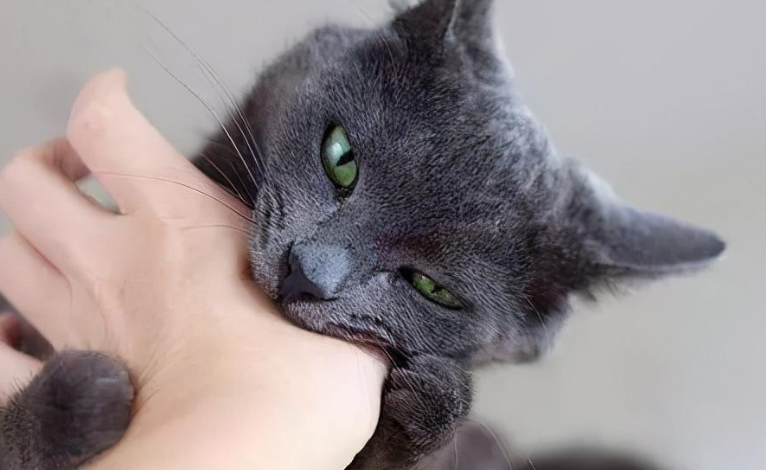 小猫总是爱咬人怎么办