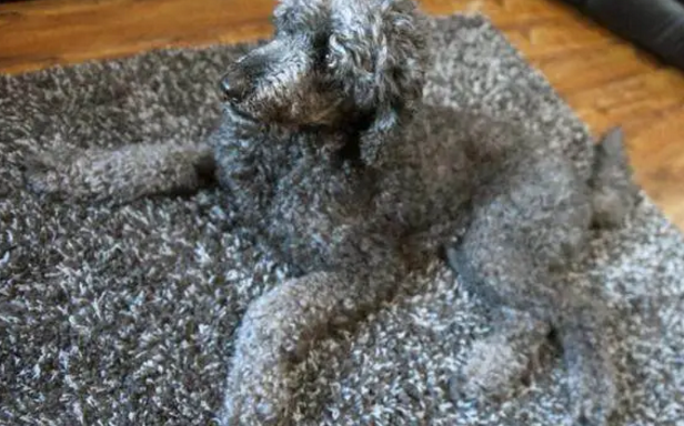 家里养的贵宾犬每天都把自己绊倒,知道原因后只能说主人活该! 家里养的贵宾犬每天都把自己绊倒,知道原因后只能说主人活该!