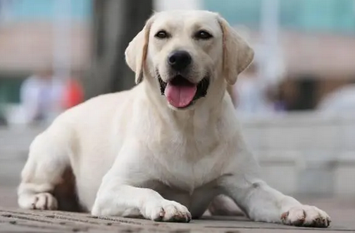 家庭适合养什么犬 家庭适合养什么犬