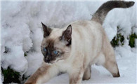 为什么雪鞋猫在中国很少见