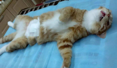 母猫有没有必要做绝育 母猫有没有必要做绝育