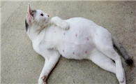 母猫怀孕10天最明显的征兆