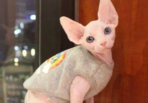 像外星人的猫多少钱