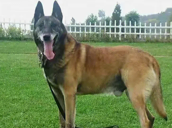 马里努阿犬适合家养吗
