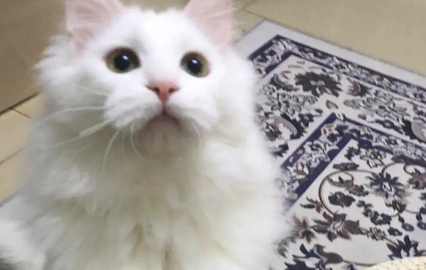 猫主人做害羞的事猫能看懂吗知乎 猫主人做害羞的事猫能看懂吗知乎