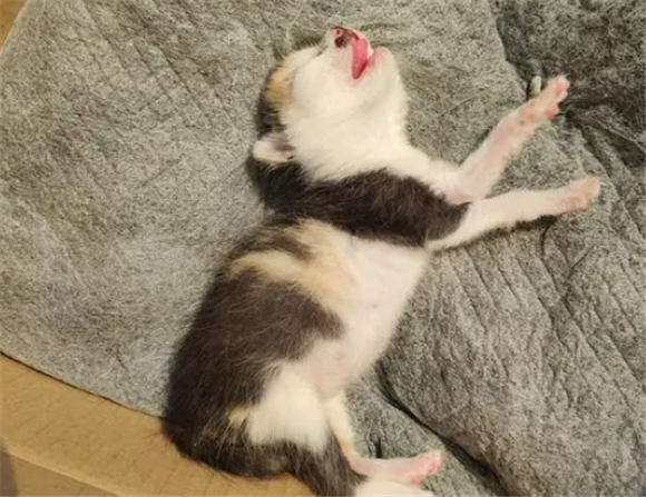小猫出生一周了没长大 小猫出生一周了没长大