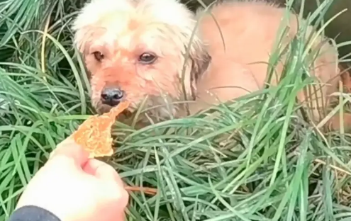 拖着腿,下雨天躲在麦地里的流浪狗,被一群人帮助后,抱着小哥的手满是祈求 拖着腿,下雨天躲在麦地里的流浪狗,被一群人帮助后,抱着小哥的手满是祈求