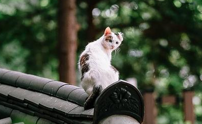 下班路上拍的几张照片,我只想说,流浪猫也很好看呀! 下班路上拍的几张照片,我只想说,流浪猫也很好看呀!